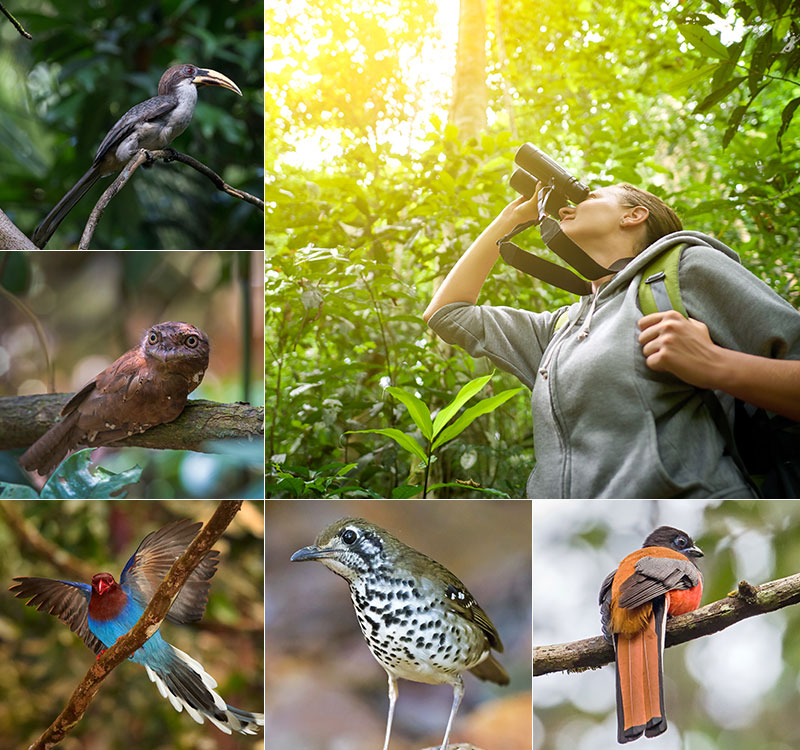 Bird Watching