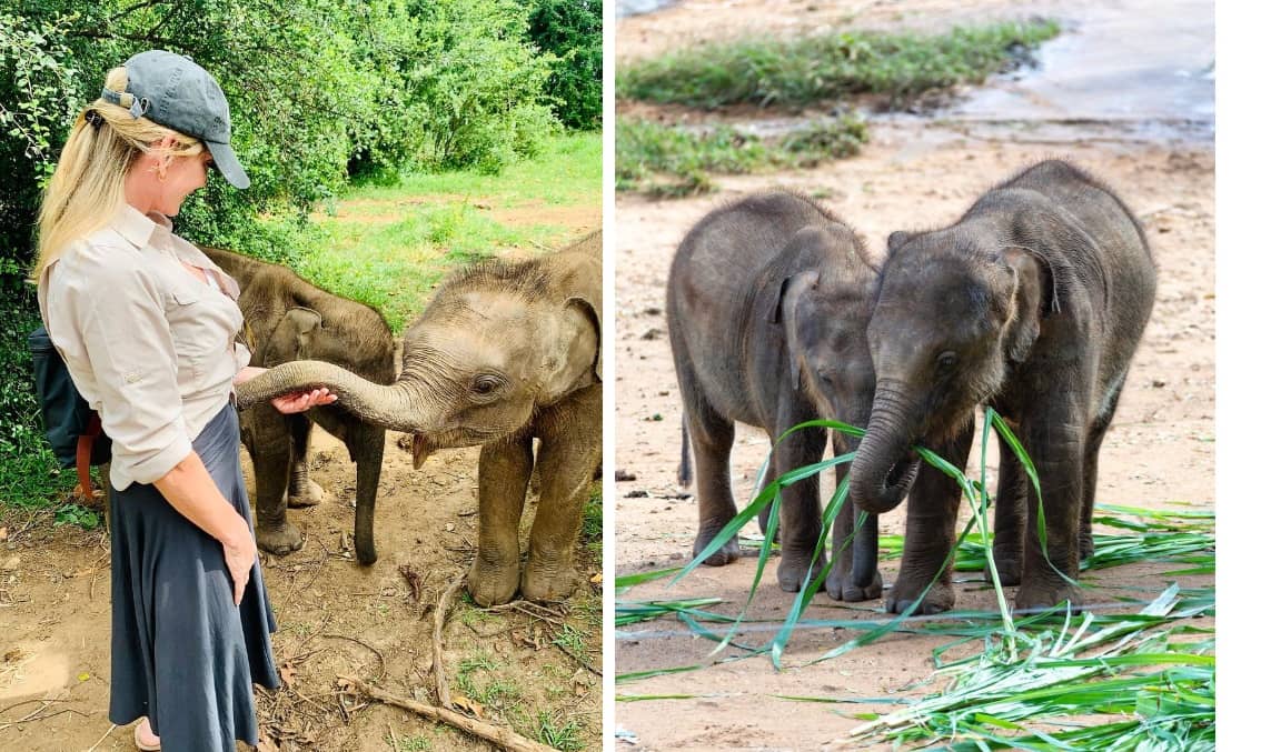 Elephant Transit Home