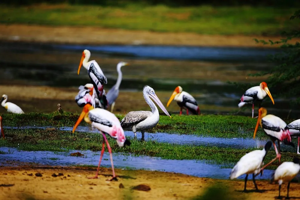 Kumana National Park – photo 2