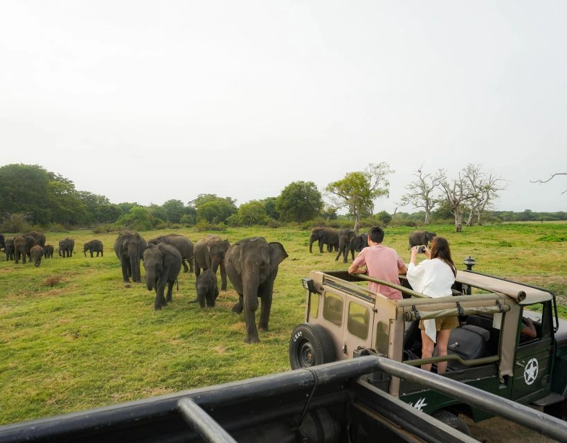 Elephant Watching