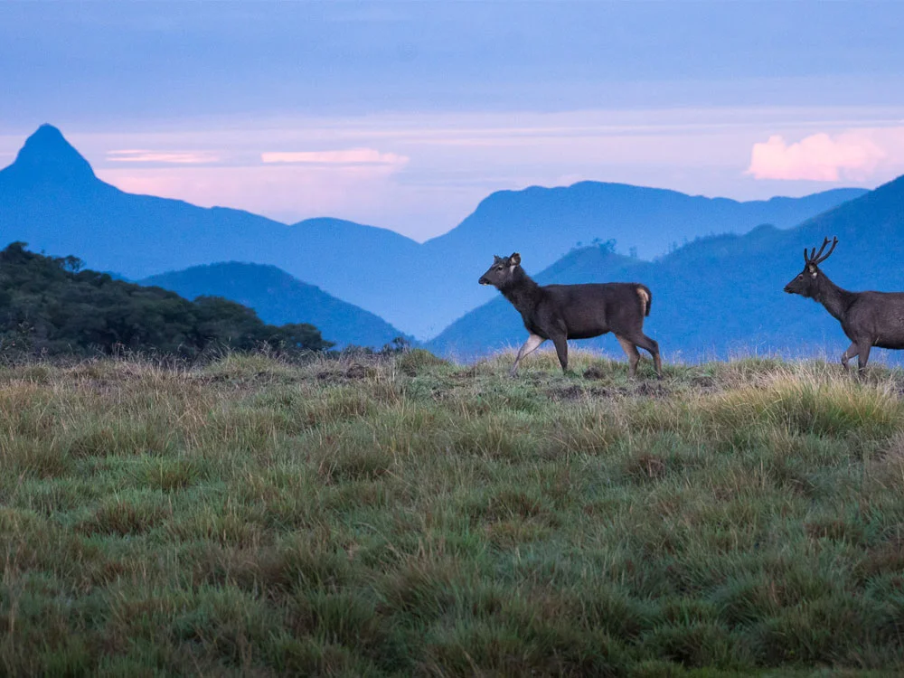 Horton Plains National Park – photo 1