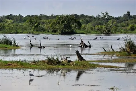 Kumana Villu
