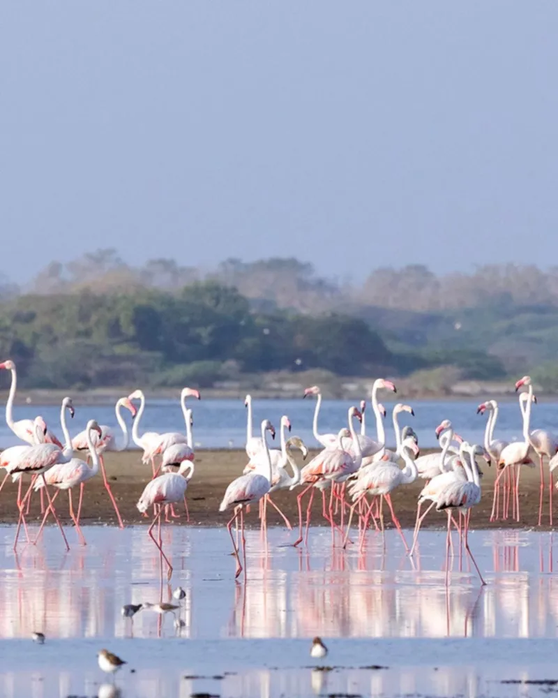 Mannar – photo 3