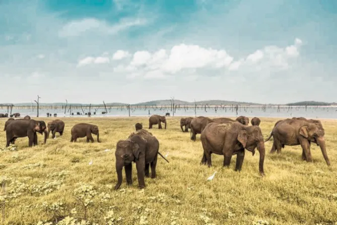 Minneriya Safari