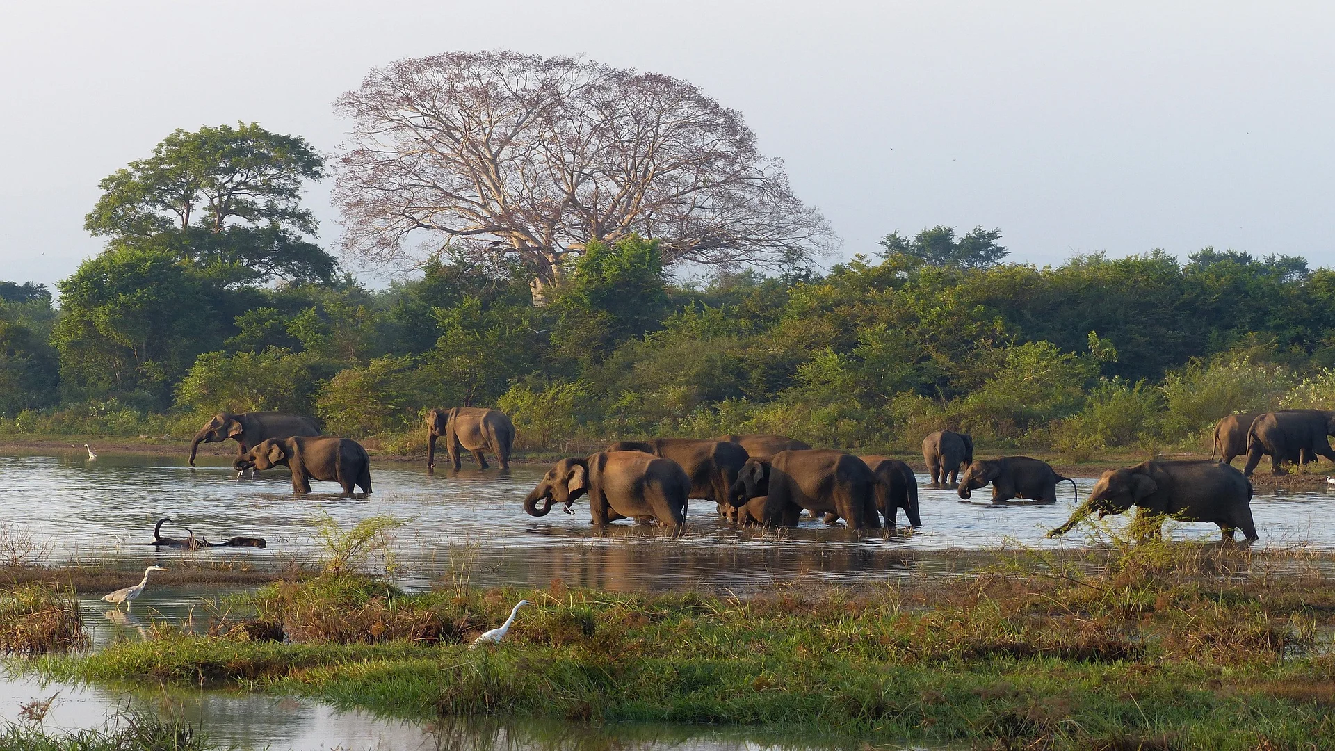 Udawalawe National Park – photo 1