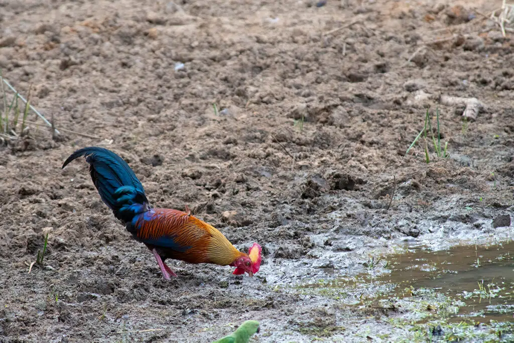 Wilpattu National Park – photo 4