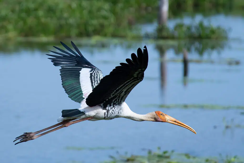 Wilpattu National Park – photo 3