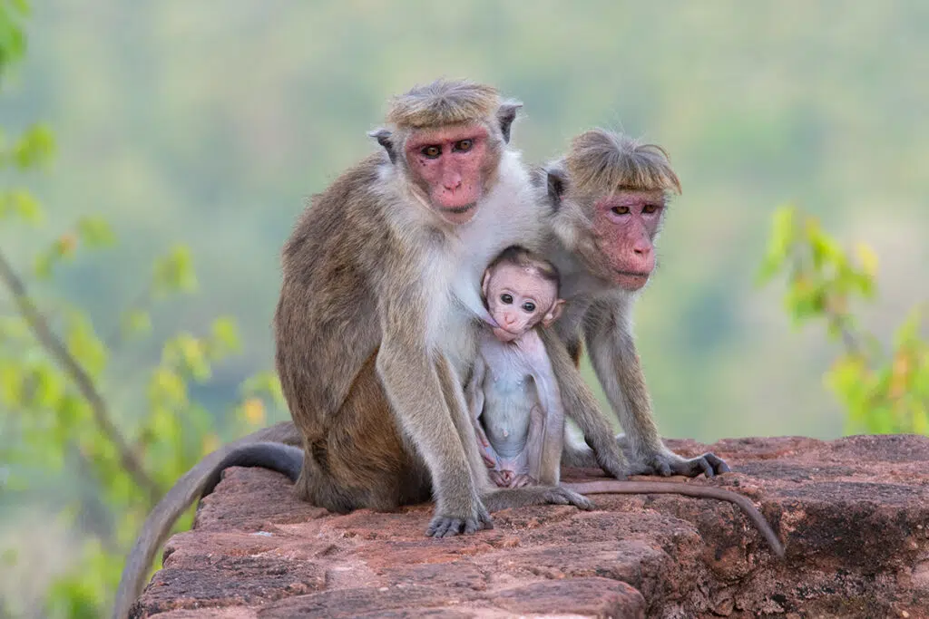 Wilpattu National Park – photo 2