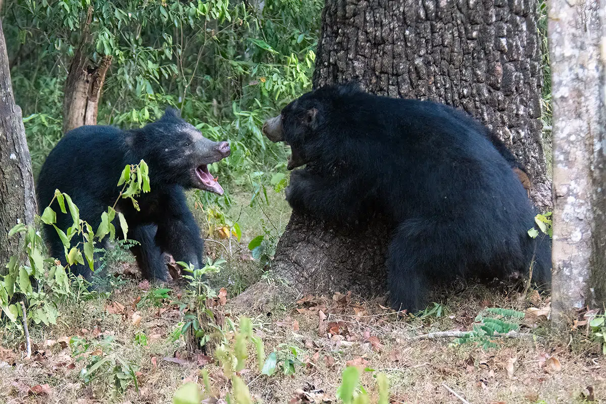 Wilpattu National Park – photo 1