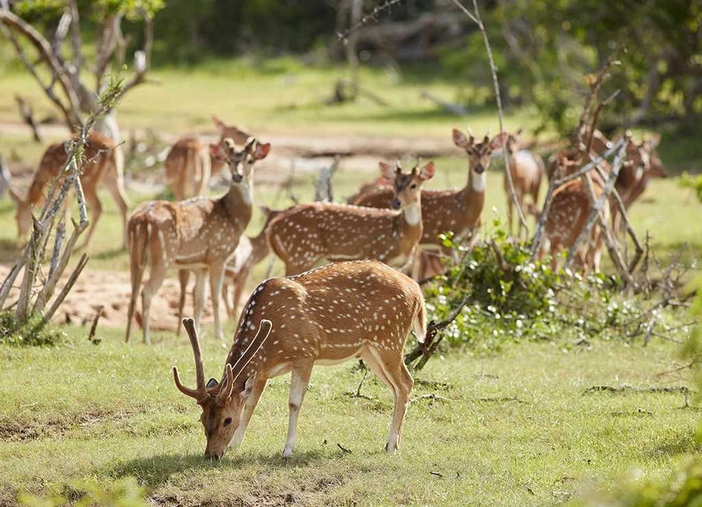 Yala National Park – photo 2