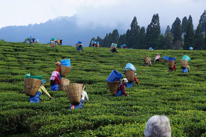 Essence of Ceylon: 6-Day Iconic Landscape Journey – photo 4